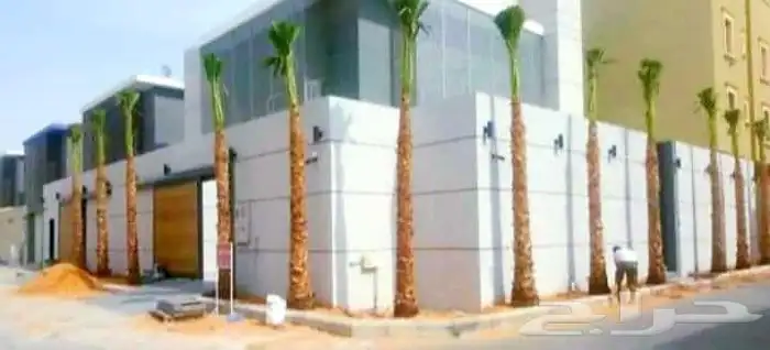 نخل البيع بكافه انواع 8