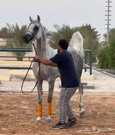 للبيع فرس دماء جمال وكوالتي مميز ولقاح 0