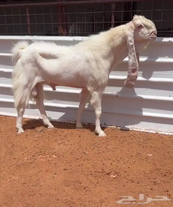 فحل مطور ابرص خصصصم 1