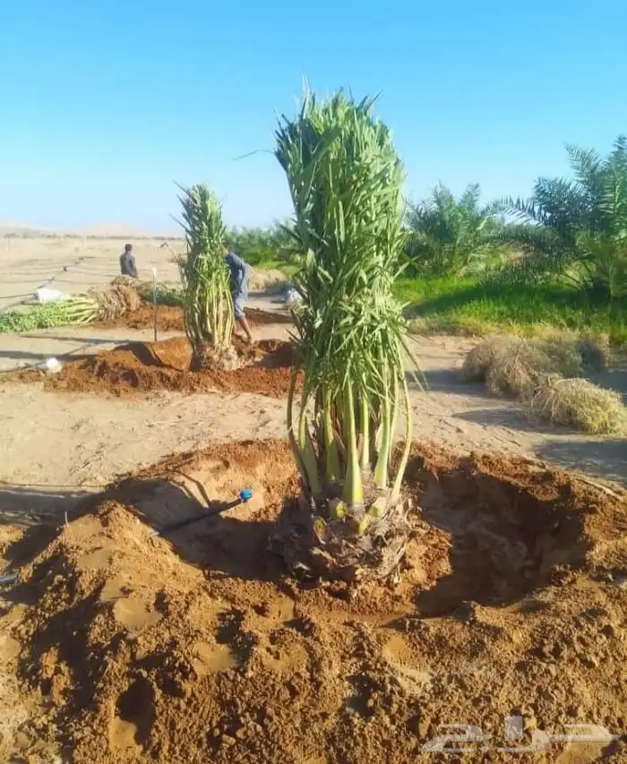 نخل البيع بكافه انواع 6