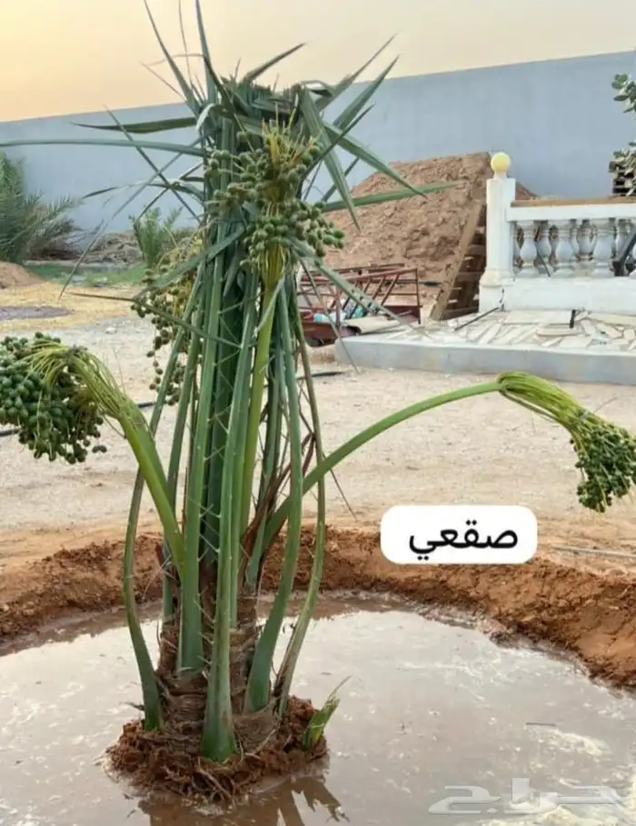 نخل المجارده نخل مثمر جميع انواع متوفره 0