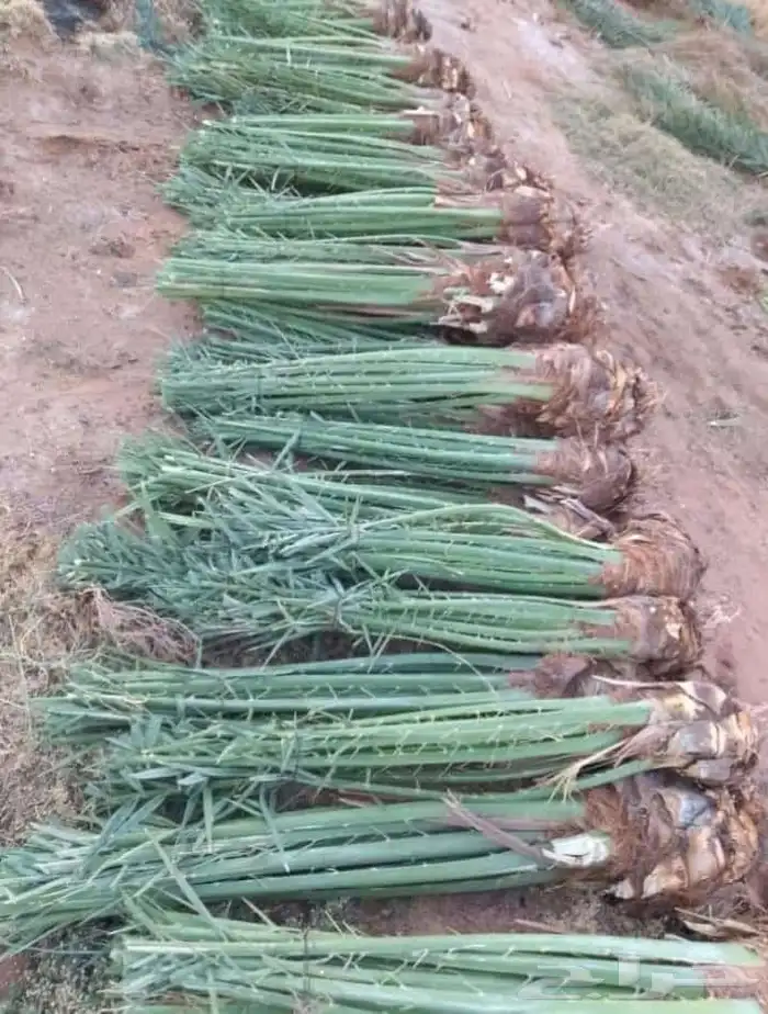 نخل البيع بكافه انواع 5