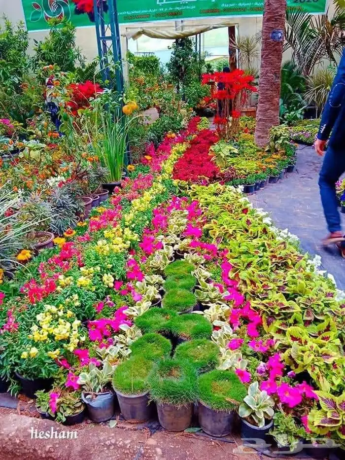 مهندس استشاري زراعي 35