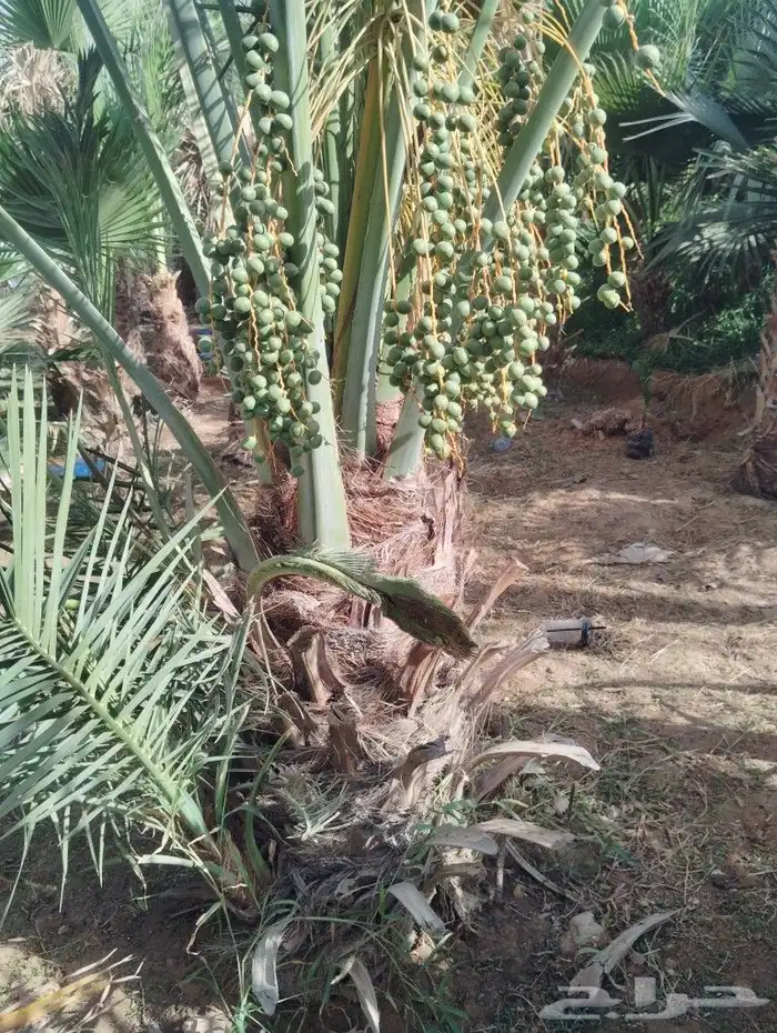 يوجد لدينا جميع انواع النخيل 1