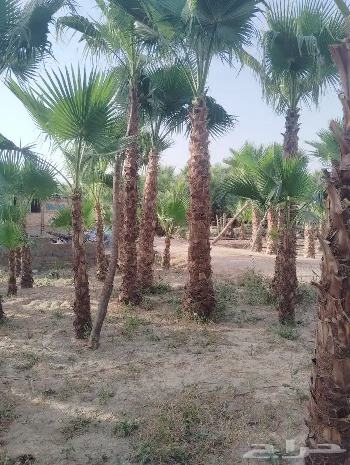 يوجد لدينا جميع انواع النخيل 6