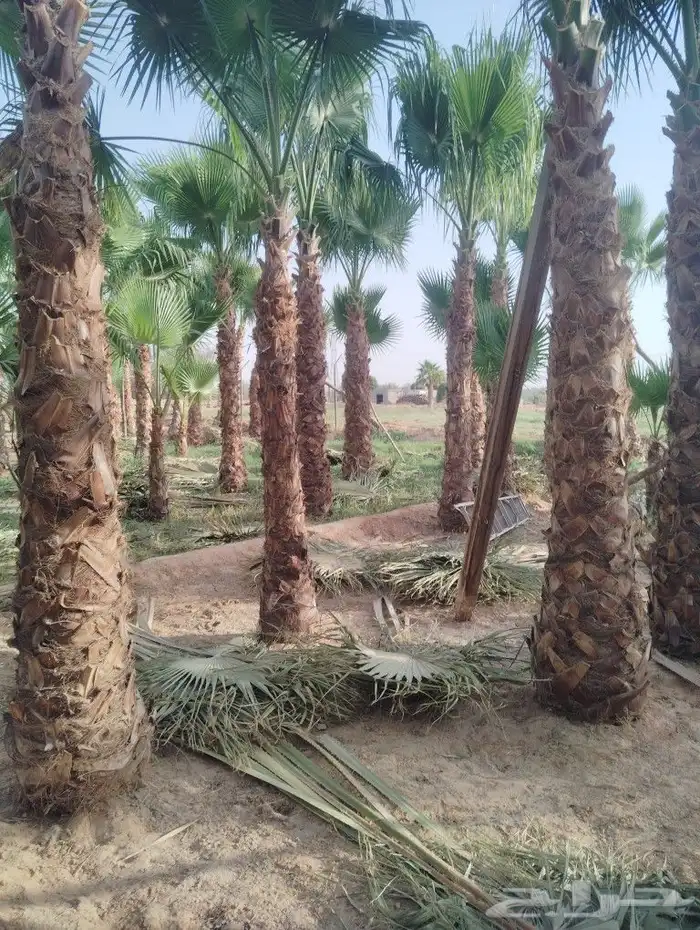 يوجد لدينا جميع انواع النخيل 5