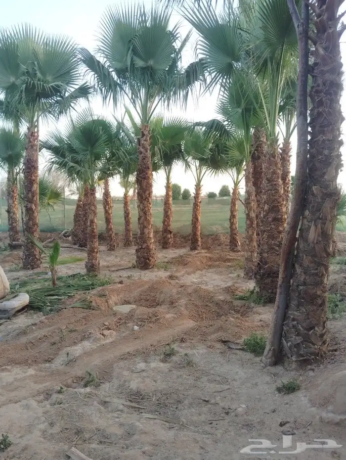 يوجد لدينا جميع انواع النخيل 2