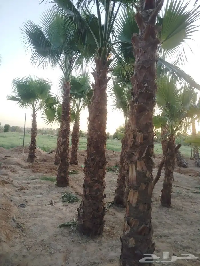 يوجد لدينا جميع انواع النخيل 4