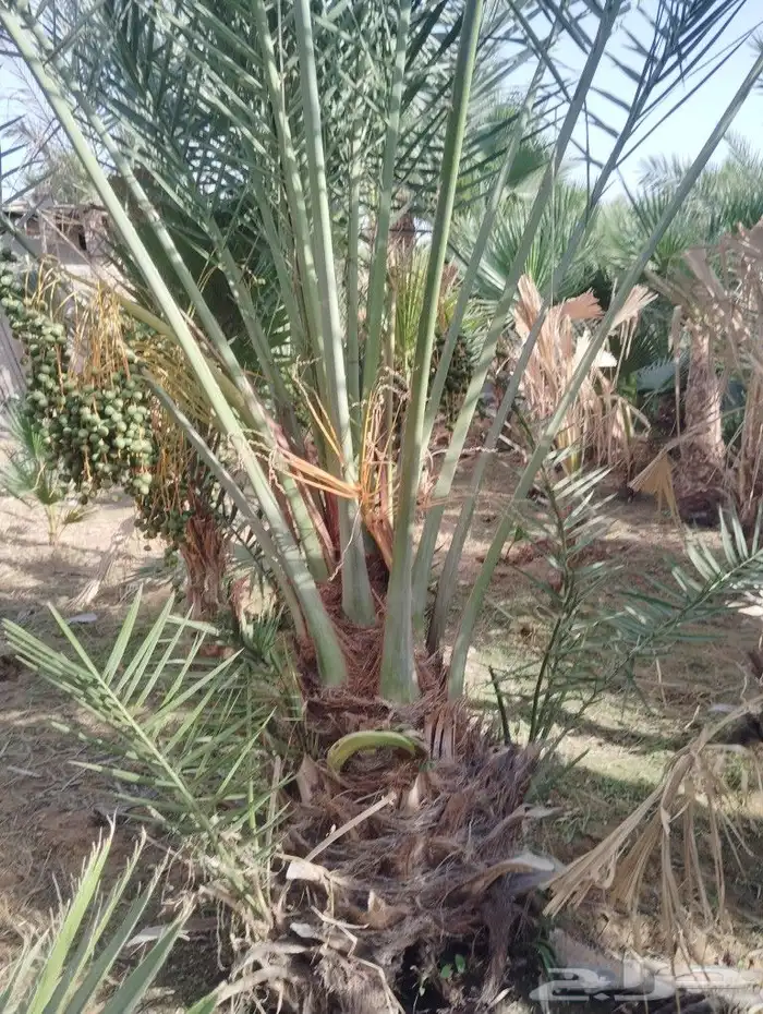 يوجد لدينا جميع انواع النخيل 0