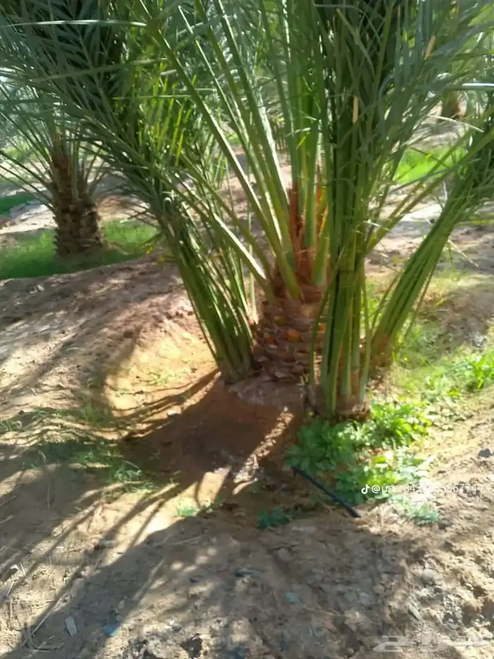 نخل البيع بكافه انواع 4
