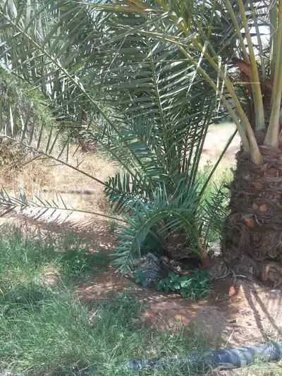 نخل سكري ومسكاني . 1