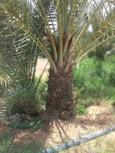 نخل سكري ومسكاني . 0