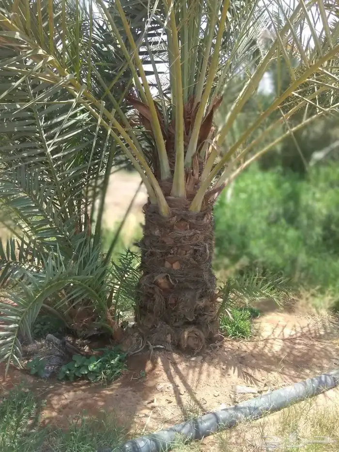نخل سكري ومسكاني . 0