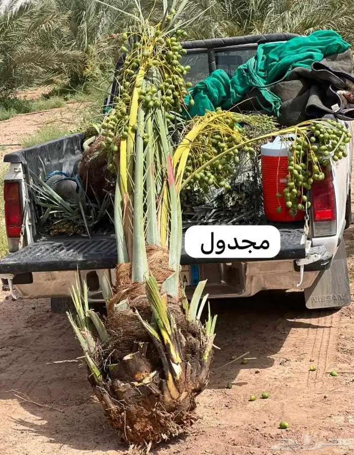نخل البيع بكافه انواع 0