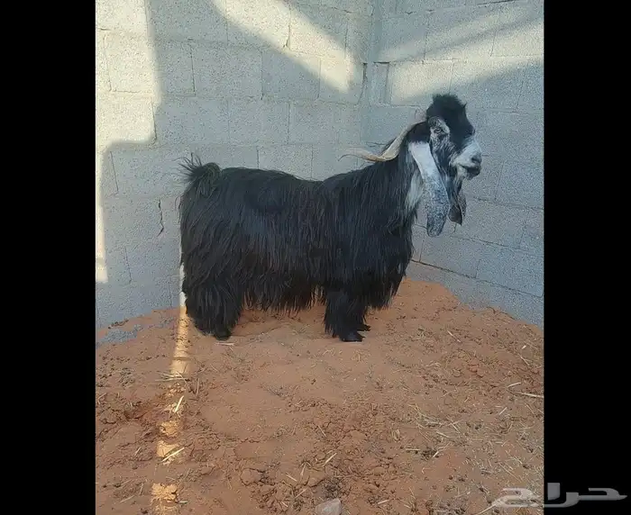 تيس عارضي معرف للبيع المجمعه 7