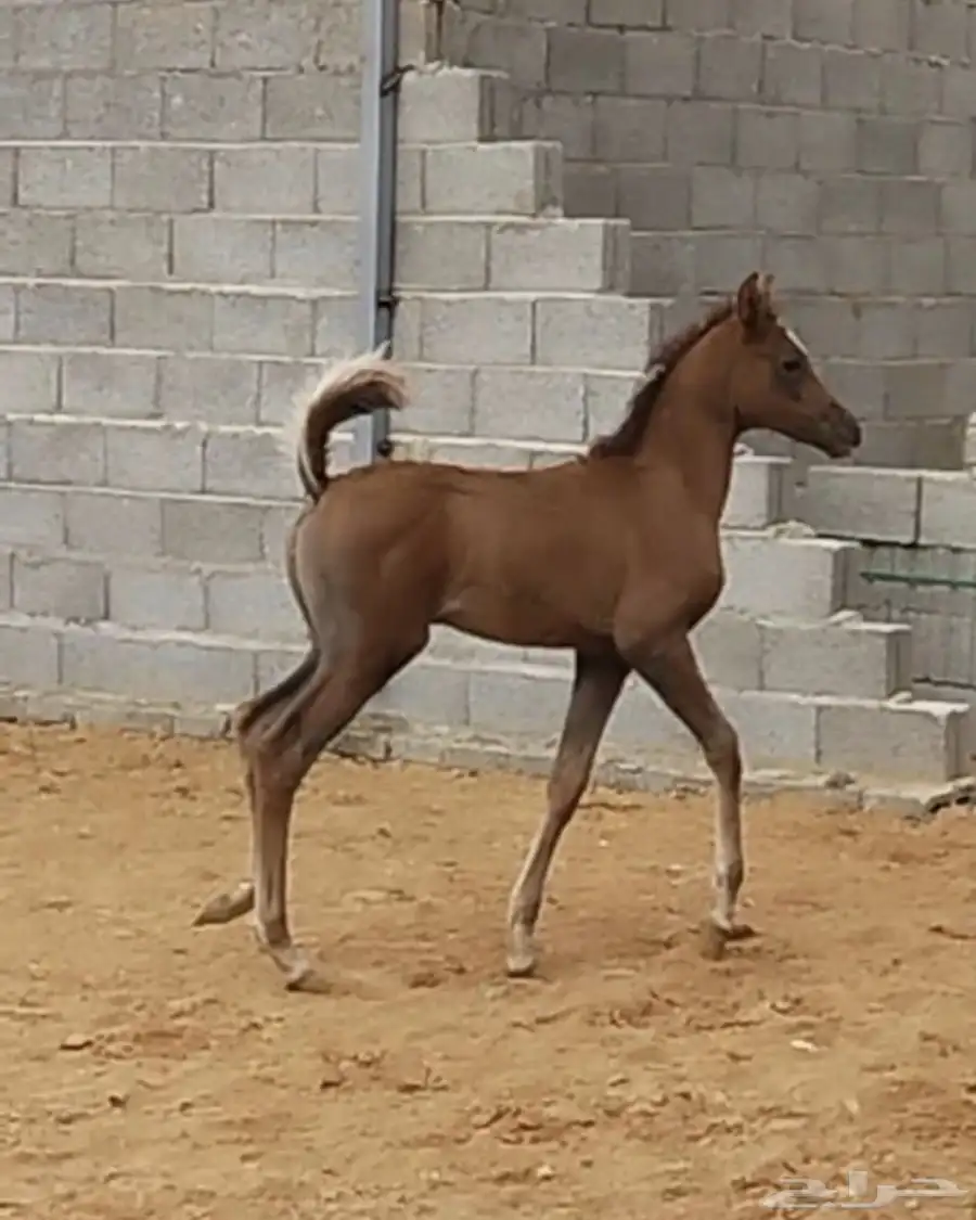 فرس واهو 0