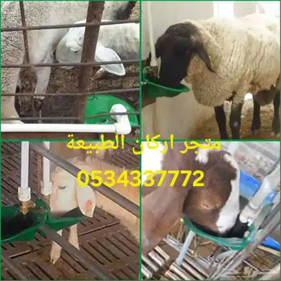 مشربية او سقاية ماء للاغنام 5
