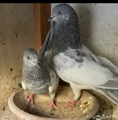 جوز سليتي تم اللبيع تم اللبيع تم اللبيع 2