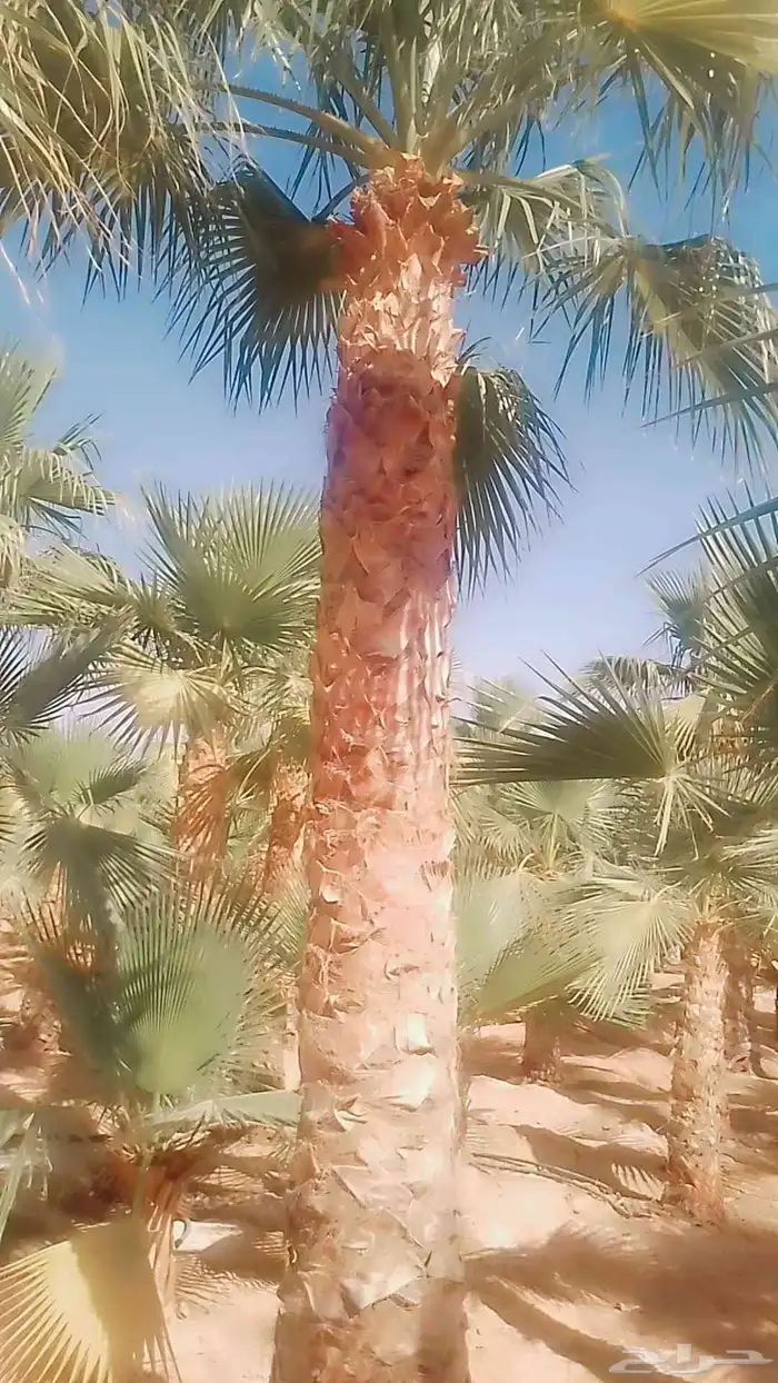اسعد الله مساكم يوجد لدينا نخيل مثمر ونخيل زين جميع المقاسات 5