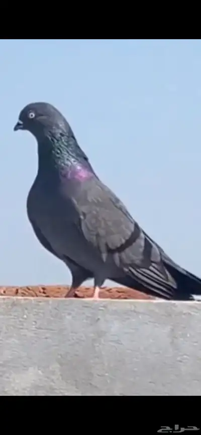 حمام هندي هاره الاصلي بيورر هارا 0