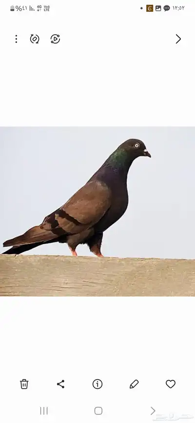 حمام هندي هاره الاصلي بيورر هارا 1