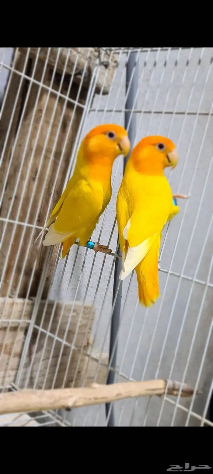 زوج روز اورنج اوبلاين بفروخه 0