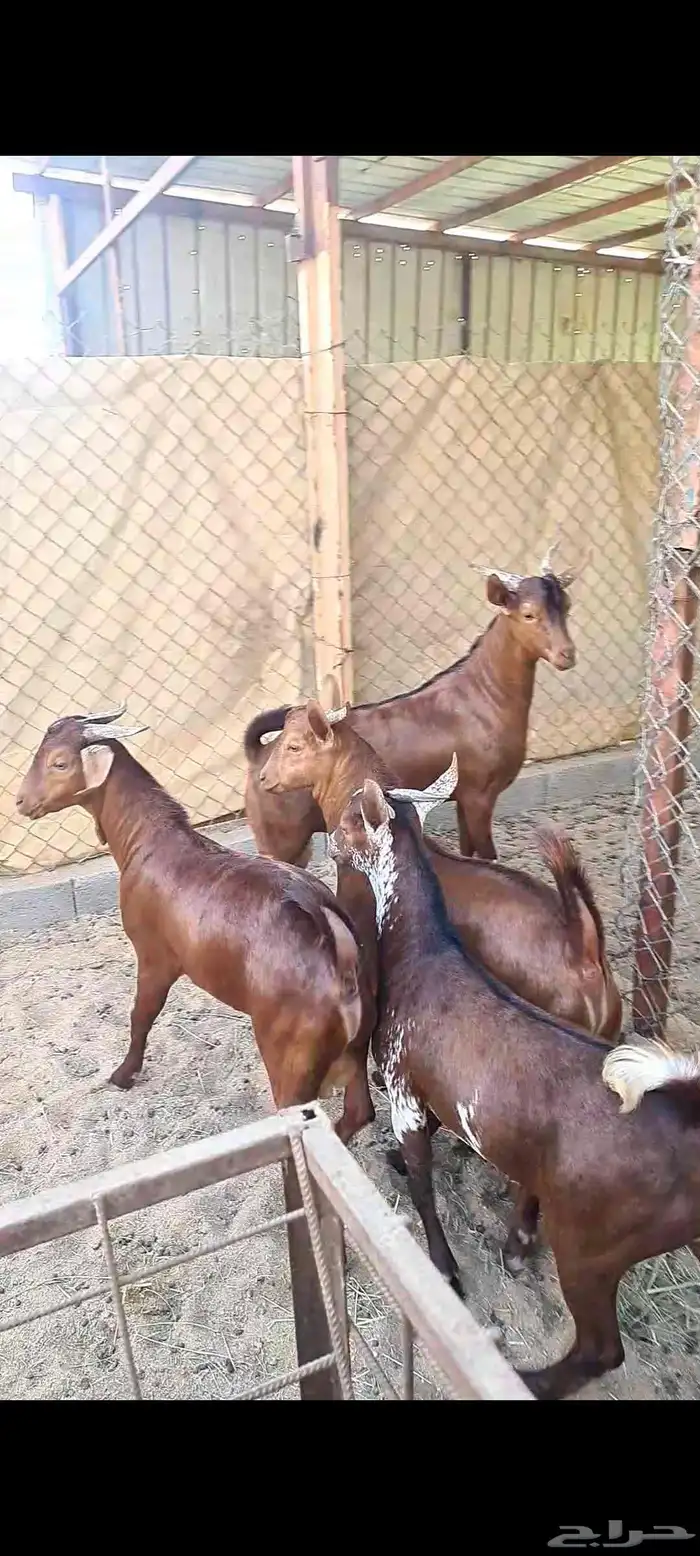 تيوس مغلقه شحم 2