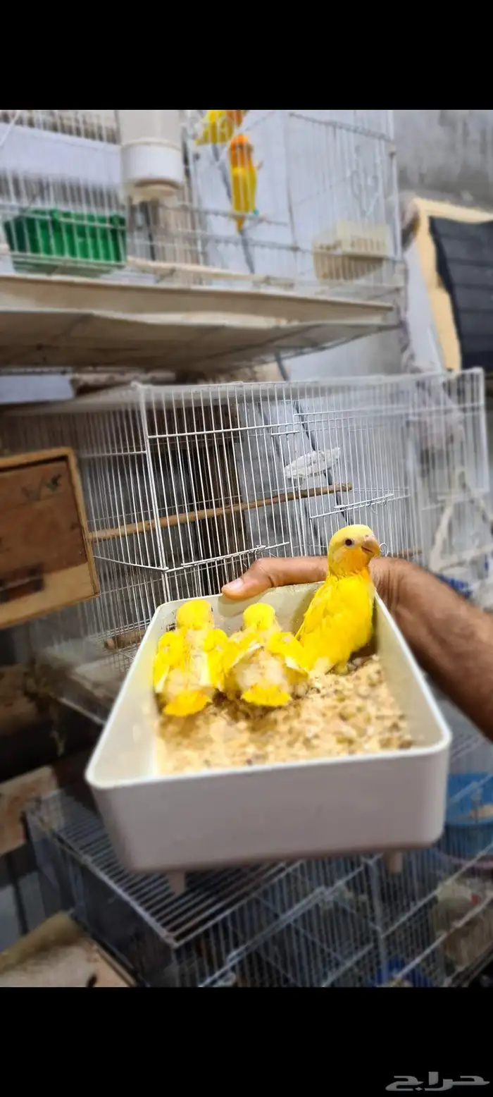 زوج روز اورنج اوبلاين بفروخه 1