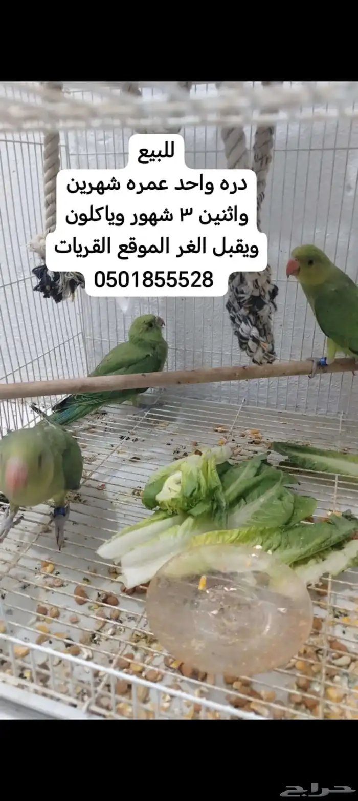 جوز كروان اول انتاج له عمره سنه. وا 3شهور الموقع القريات 05 5