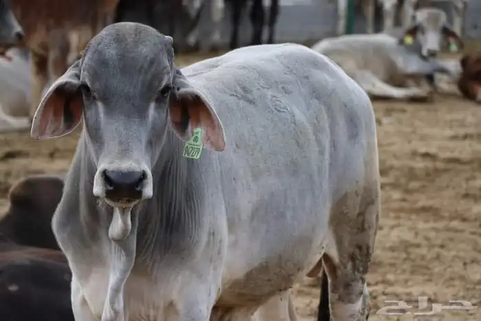 جزار مصري أبحث عن عمل 6