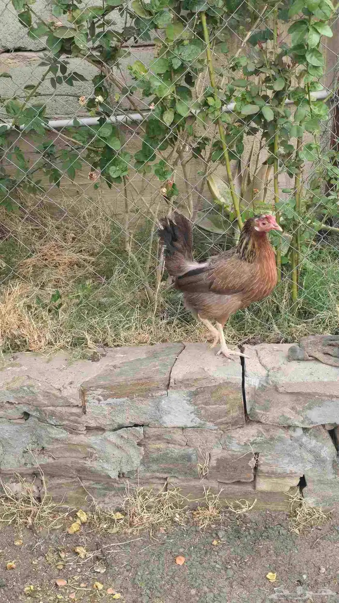 طقم دجاج عربي 5