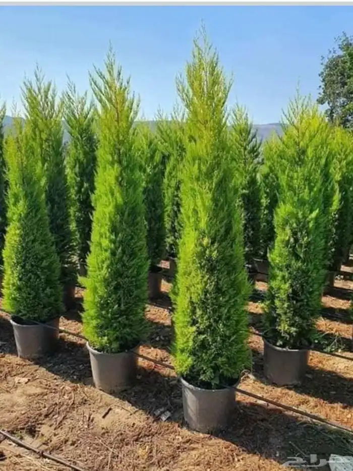 تنسيق حدائق توريد وتركيب 2