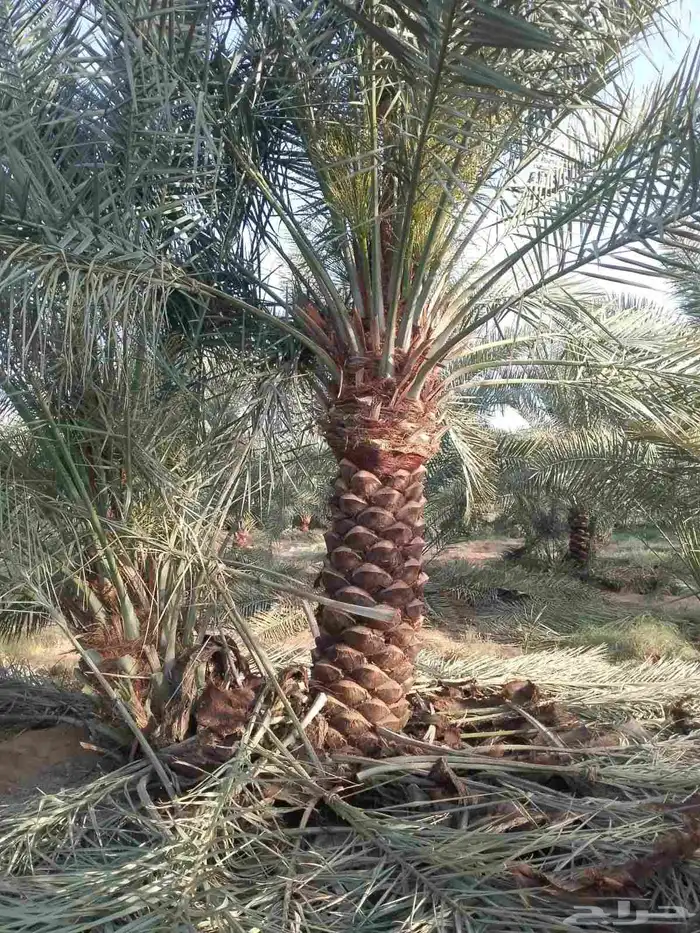 اسعد الله مساكم يوجد لدينا نخيل مثمر ونخيل زين جميع المقاسات 0