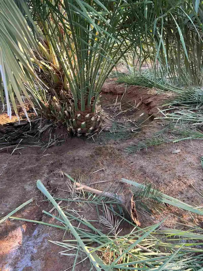 يوجد لدينا جميع انواع النخيل الطيب المثمرة 4