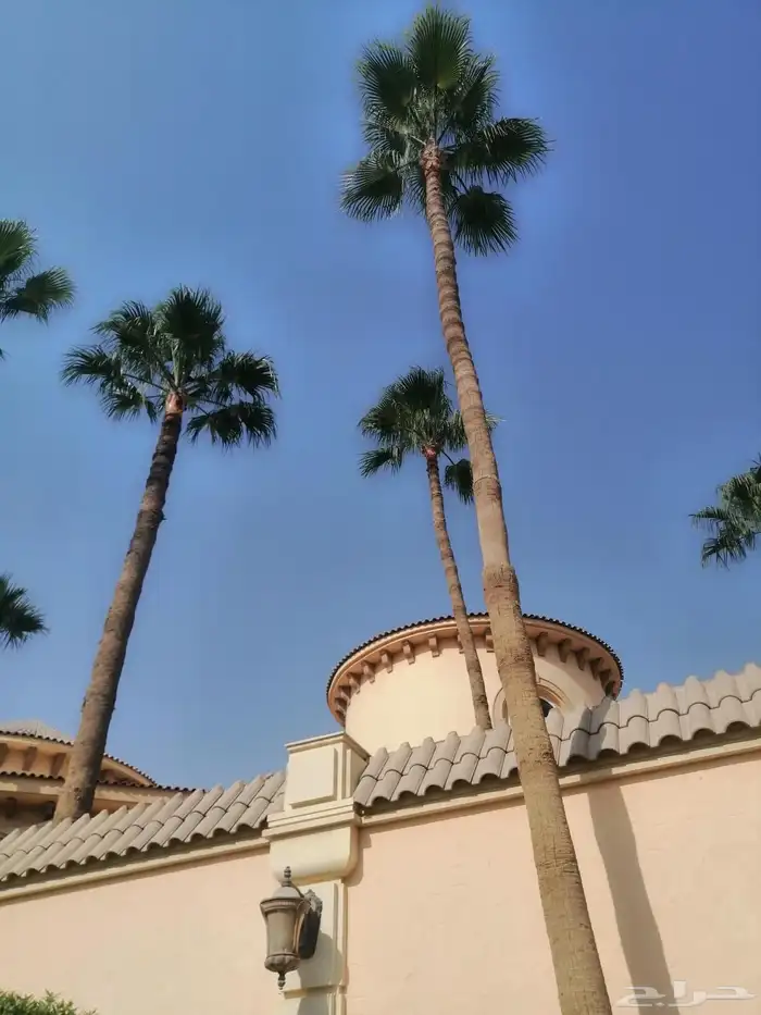 كل ما يلزم شغل نخيل واشنطن وعربي بسعر مناسب لك 0