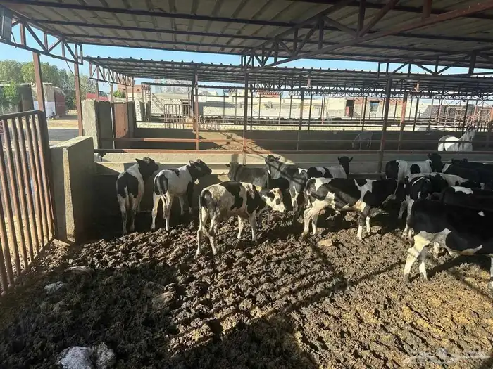 جزار مصري أبحث عن عمل 5