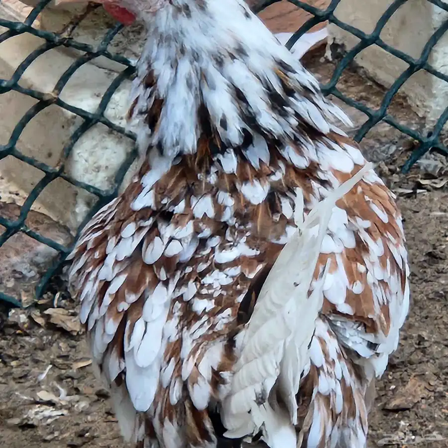 طقم ماكنتوش 2