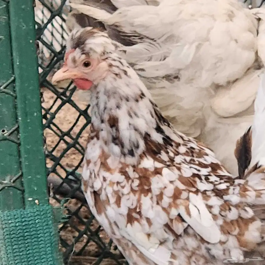 طقم ماكنتوش 4