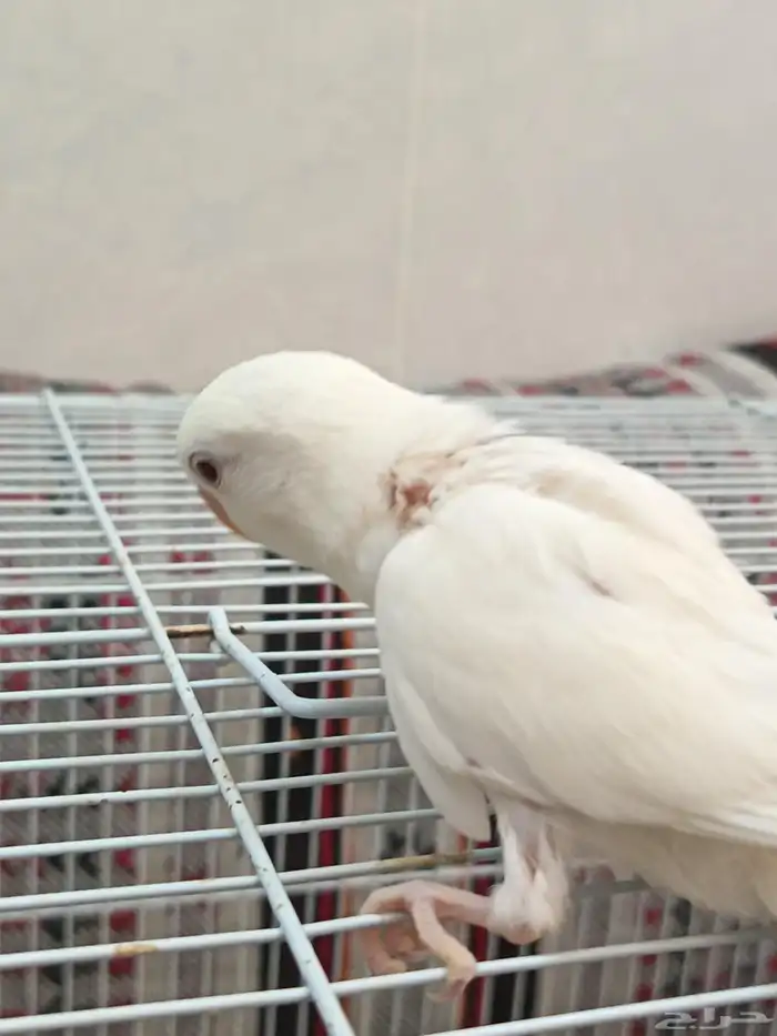 (تم البيع) 3