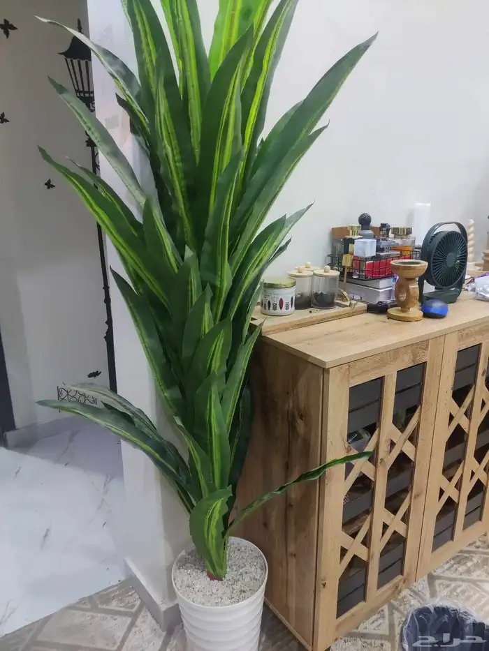 شجرة كبيرة للبيع 1