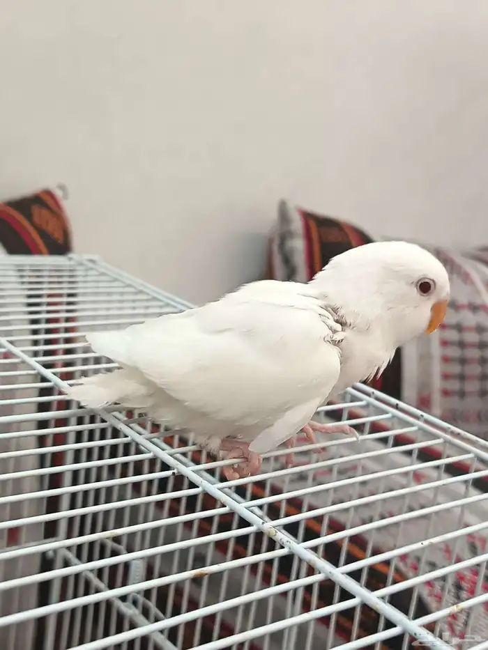 (تم البيع) 4
