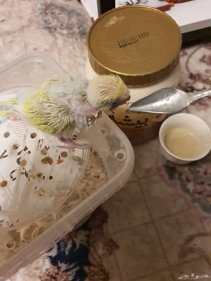 زوج بادجي منتج معاه فرخين 4
