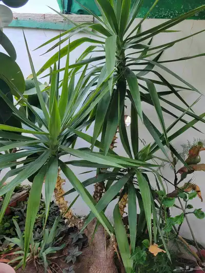 نبات اليوغا 0