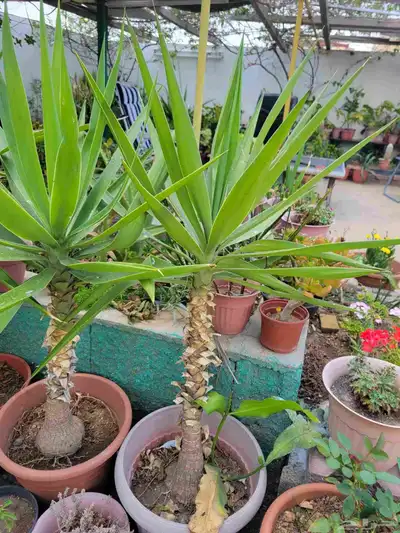 نبات اليوغا 1