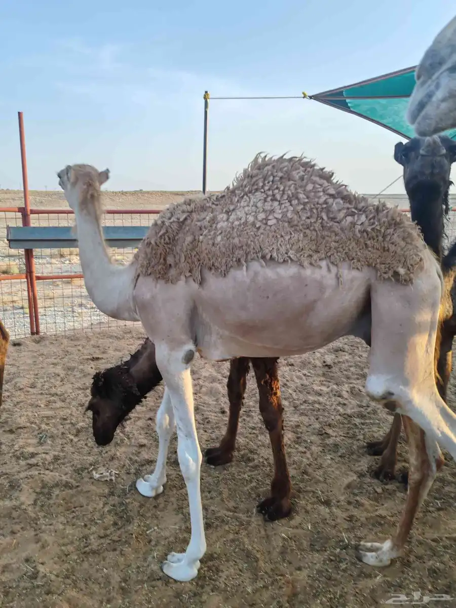 حاشي هجن 4