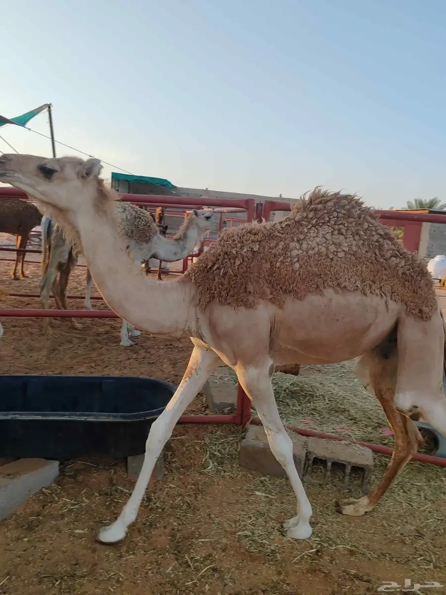 حاشي هجن 1