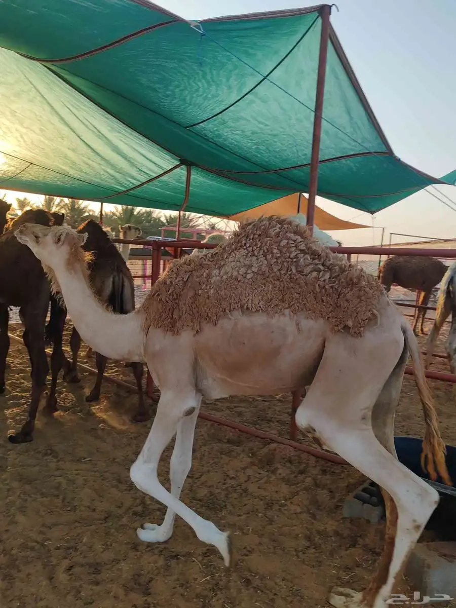 حاشي هجن 0