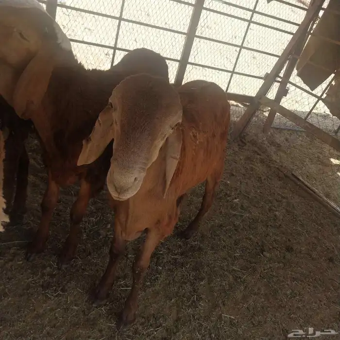 طليان سواكن مرابي 1
