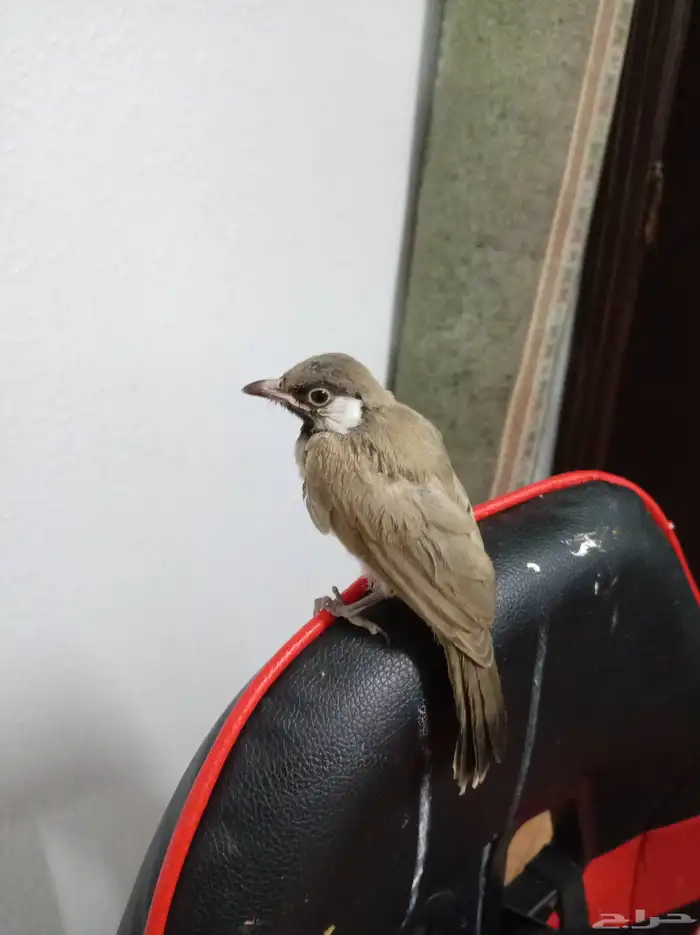 بلبل على وشك يقط غر الي بيربي لا يفوته 2