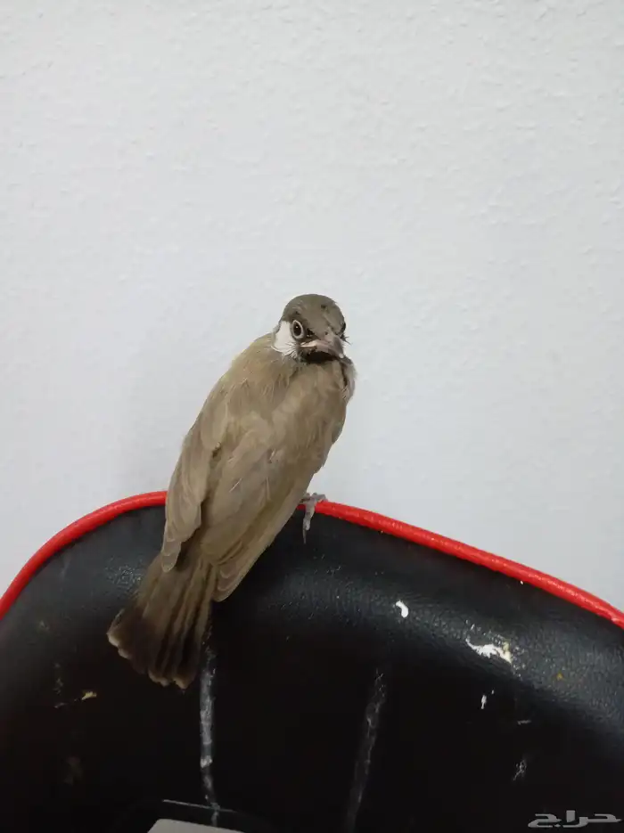 بلبل على وشك يقط غر الي بيربي لا يفوته 0